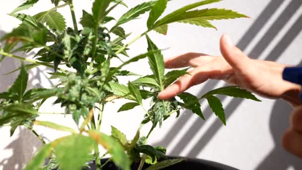 Het Besproeien Van Een Cannabis Plant Buiten Natuurlijke Medicinale Cbd — Stockvideo