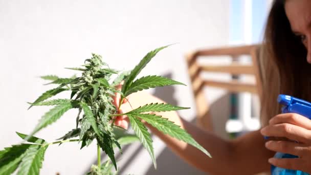Primer Plano Tiro Hermosa Chica Caucásica Rociando Una Planta Cannabis — Vídeos de Stock