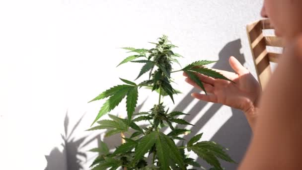 女孩在户外照顾她的大麻植物家庭中天然药用的Cbd Marihuana — 图库视频影像