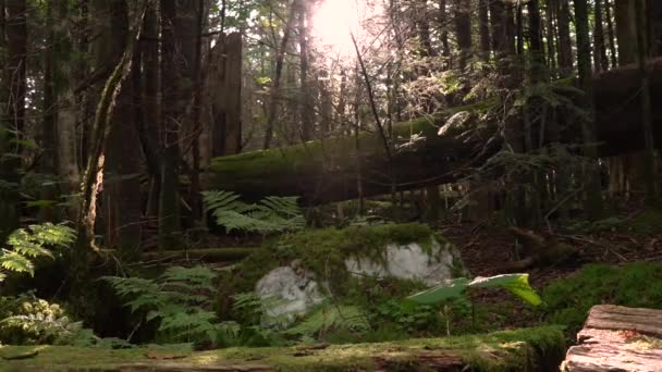 Duży Biały Kamień Kwarcowy Porośnięty Lasem Oświetlonym Słońcem Świecącym Przez — Wideo stockowe