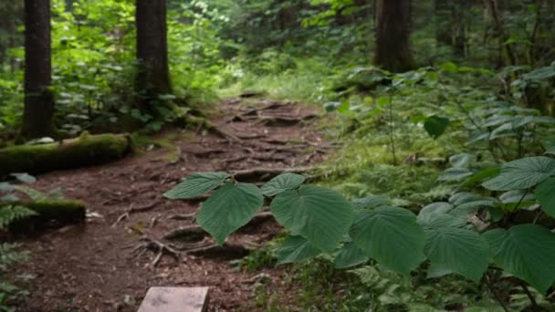 Leaves Trail Focus Shift Roots Growing Forest Floor Wilderness Woods — Stock Video