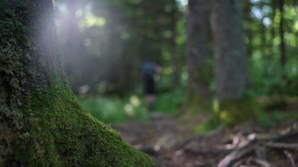 Slunce Svítí Hustým Listím Národním Parku Great Smoky Mountain Podél — Stock video