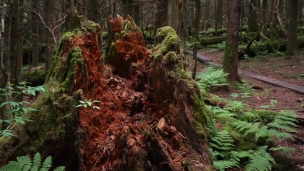 Eğreltiotlarıyla Çevrili Ormandaki Çürüyen Bir Ağaç Gövdesi — Stok video