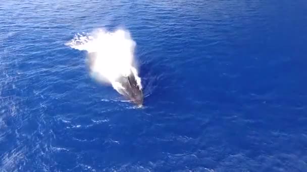 Humpbacked Whale Breaching Causar Salpicaduras Agua Colorido Arco Iris Durante — Vídeos de Stock