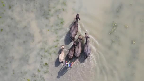 Agricultor Que Pastoreia Búfalos Terras Agrícolas Inundadas Drone Aéreo Ascendente — Vídeo de Stock