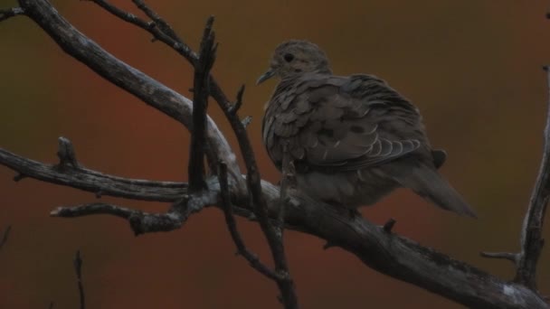 Einsame Trauernde Taube Die Der Dämmerung Und Beim Start Auf — Stockvideo