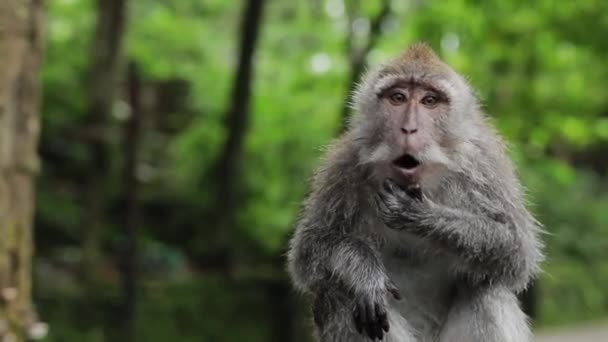 원숭이가 손바닥으로 얼굴을 있습니다 그리고 있습니다 — 비디오