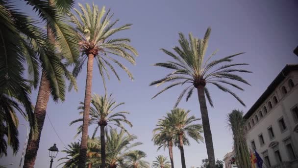 Palmbomen Tegen Een Blauwe Lucht Palma Mallorca — Stockvideo