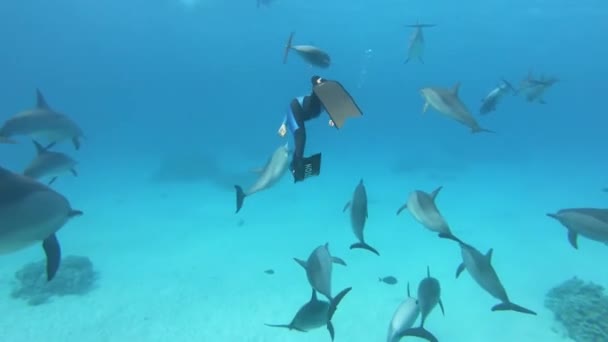 Buceador Buceando Con Dolphins Pod Aguas Azules Submarinas Luego Superficie — Vídeo de stock
