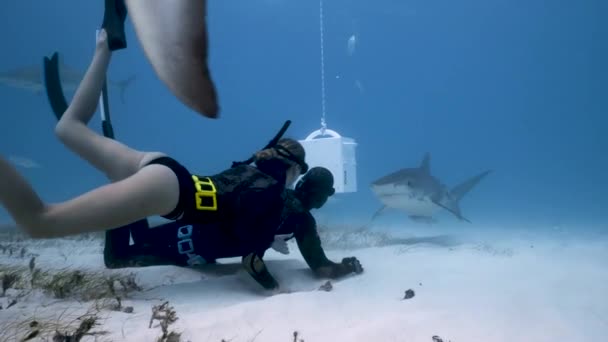 Snorkelers Corajosos Mergulhe Fundo Oceano Cheio Tubarões Tigre Bahamas — Vídeo de Stock