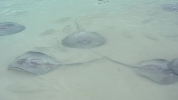 ベリーズの海の水で一緒に楽しんでいるストリングス ケイコーカー島 — ストック動画