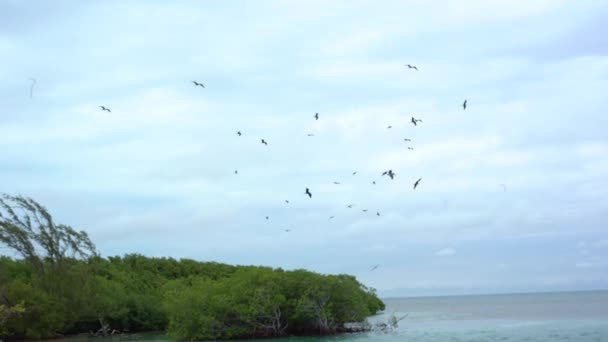 ベリーズのケイコーカー島の空を飛ぶ鳥 — ストック動画