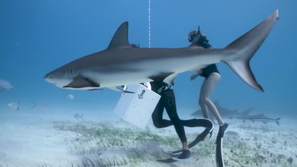 Schnorchler Füttern Streichelnde Tigerhaie Blauen Meeresboden — Stockvideo