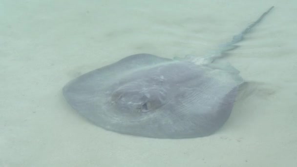 Kaunis Stingray Uinti Merivedessä — kuvapankkivideo