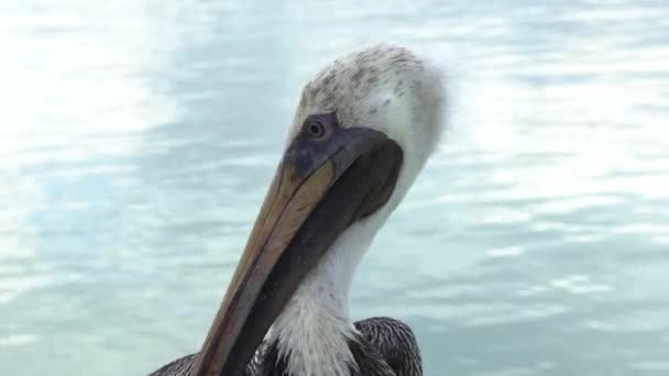 Belize Caye Caulker Adası Ndaki Bir Pelikanın Olağanüstü Videosu — Stok video