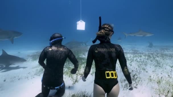 Mergulhadores Fundo Mar Cercados Por Muitos Tubarões Tigre Vista Traseira — Vídeo de Stock