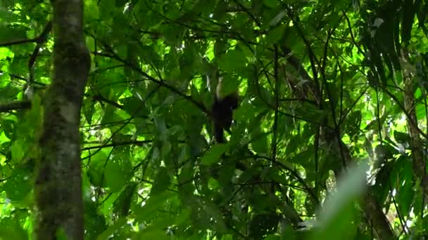 Ένας Σπάνιος Πίθηκος Καπουτσίνος Που Περπατάει Πάνω Στα Δέντρα Της — Αρχείο Βίντεο