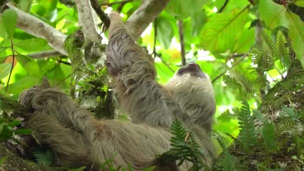 Ένας Βραδύπους Κοιμάται Ένα Δέντρο Στη Ζούγκλα Στην Κόστα Ρίκα — Αρχείο Βίντεο