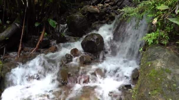 Pequena Cachoeira Costa Rica Parque Nacional Dos Sete Tigres — Vídeo de Stock