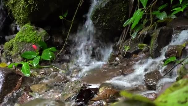 Primer Plano Río Costa Rica — Vídeos de Stock