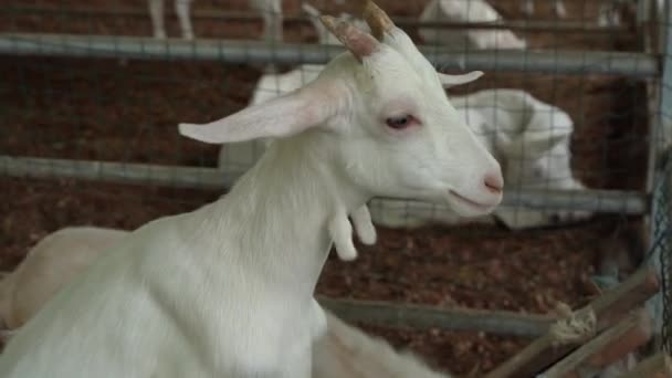 コスタリカの若いヤギ — ストック動画