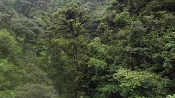 コスタリカのジャングルの間を飛ぶ — ストック動画