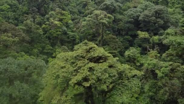 コスタリカの国立公園 木の上を飛んで — ストック動画