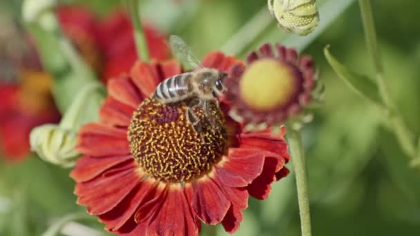 Σούπερ Κοντινή Θέα Μιας Μέλισσας Επικονίασης Ενός Λουλουδιού Και Στη — Αρχείο Βίντεο