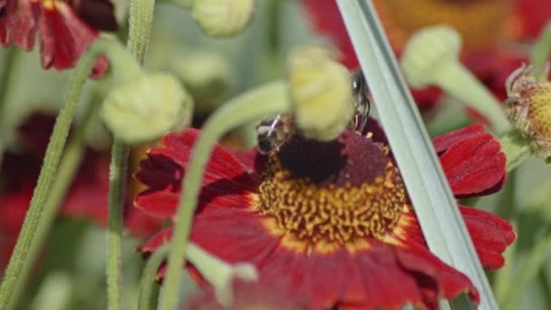 Медовая Пчела Опыляет Обыкновенный Чихлявый Цветок Поле Bokeh — стоковое видео