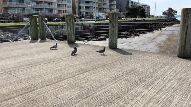 Taube Hofiert Eine Andere Auf Der Seebrücke — Stockvideo