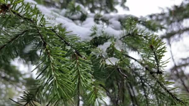 Сосновые Ветви Покрытые Снегом Закрываются — стоковое видео