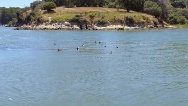 Group Ducks Floating Sea — Stock Video