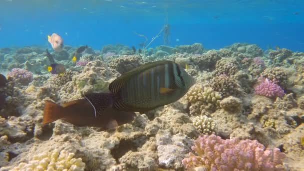 Крупный План Sailfin Tang Тропические Рыбы Плавают Над Коралловым Садом — стоковое видео