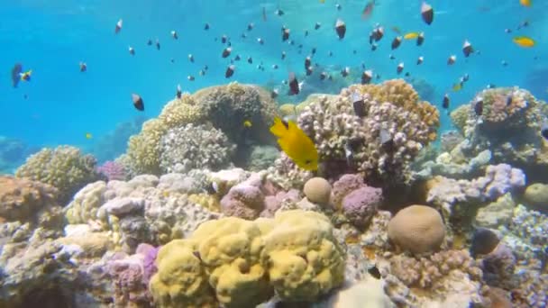 Шейк Наполовину Чорно Білої Біколорної Риби Chromis Плаває Над Кораловим — стокове відео
