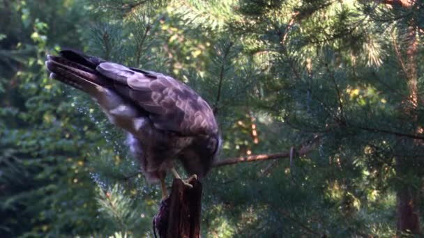 Common Buzzard Buteo Buteo Eating While Perched Tree Stump Forest — Stock Video