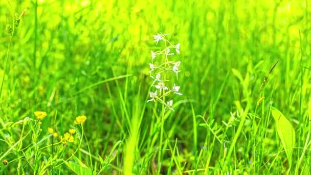 Time Lapse Close View Platanthera Plant White Flowers Growing Green — Stock Video