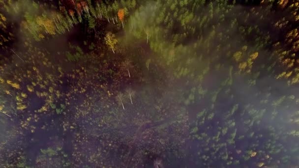 Renkli Bir Sonbahar Ormanı Manzarası Turuncu Renkli Yapraklar Bölgede Tutmak — Stok video