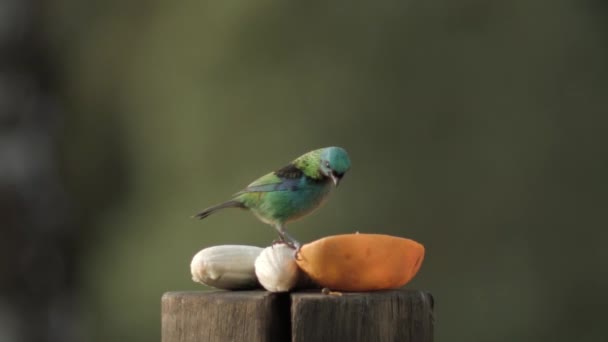 Frutas Tropicais Coloridas Colheita Pássaro Tanager Verde Encabeçado Estático — Vídeo de Stock