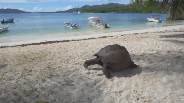 Reuzenschildpad Wandelen Strand Curieuse Eiland Seychellen — Stockvideo