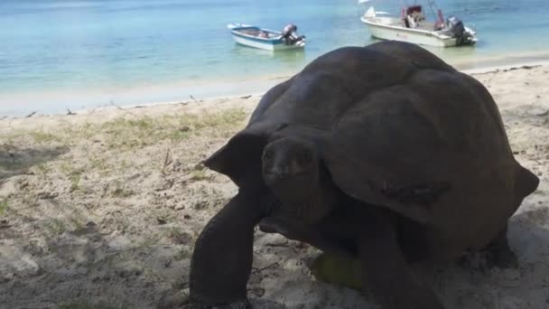 Giant Tortoise Περπάτημα Στην Αμμώδη Παραλία Βάρκες Από Τον Ωκεανό — Αρχείο Βίντεο