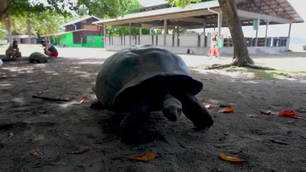 Reuzenaldabra Schildpad Wandelen Curieuse Island Sanctuary Seychellen — Stockvideo