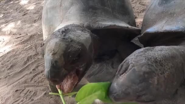 Twee Reuzenschildpadden Van Seychellen Aldabra Eten Bladeren Curieuse Island — Stockvideo