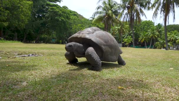 Reuzenschildpad Wandelend Gras Met Palmbomen Curieuse Eiland Seychellen — Stockvideo