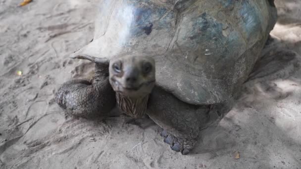 Giant Aldabra Schildpad Liggend Zand Bewegende Kop — Stockvideo