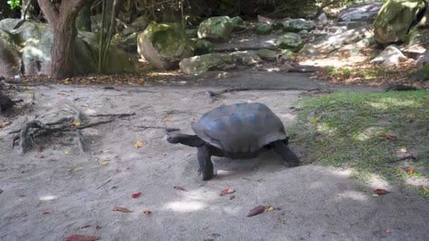 Reuzenschildpad Loopt Langzaam Zand Met Rotsblokken Bomen Achtergrond — Stockvideo
