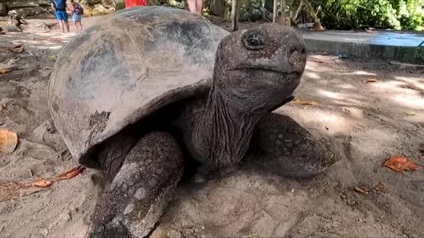 Tortuga Gigante Seychelles Tendida Arena Moviendo Cuello Mirando Alrededor — Vídeo de stock