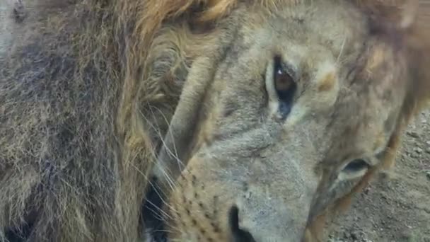 自然の生息地で野生動物を閉じ 地面で眠っている古いアフリカライオン — ストック動画
