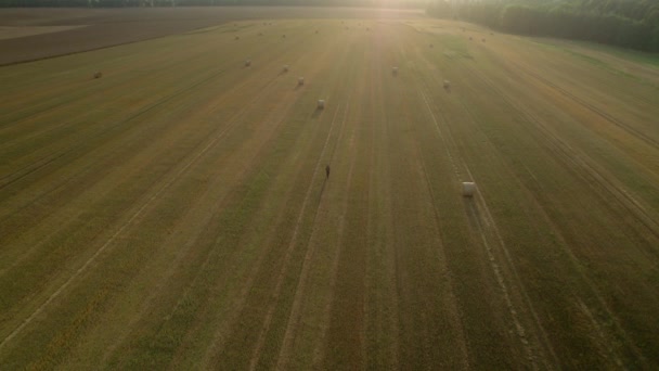 Aereo Drone Girato Sul Campo Oro Con Uomo Piedi Lungo — Video Stock