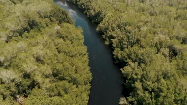 Río Con Árboles Manglar Cerca Playa Paredn Escuintla Guatemala Aerial — Vídeo de stock