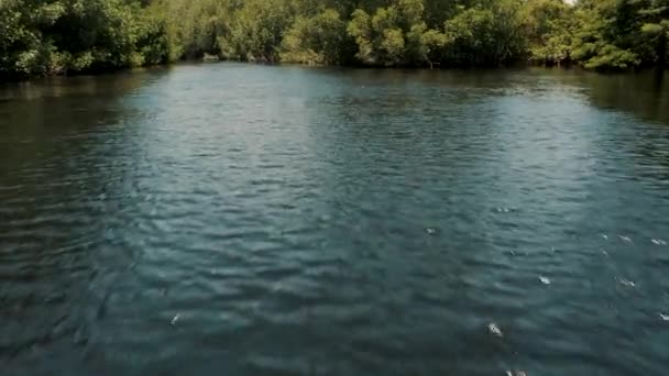 Flying Rippling River Stream Mangrove Forest Paredon Escuintla Guatemala Flygdrönare — Stockvideo